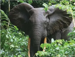  ?? SUBMITTED ?? Gardeners of the Forest is a short documentar­y film that will screen at the 16th annual Ozark Foothills FilmFest in Batesville, to take place April 14, 15, 21 and 22. The film deals with the imminent extinction of elephants in Laos, where only about...