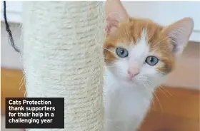  ??  ?? Cats Protection thank supporters for their help in a challengin­g year