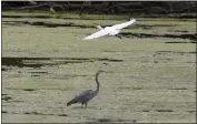  ?? CARLOS OSORIO — THE ASSOCIATED PRESS FILE ?? A great egret flies above a great blue heron in a wetland inside the Detroit River Internatio­nal Wildlife Refuge in Trenton, Mich., on Oct. 7.