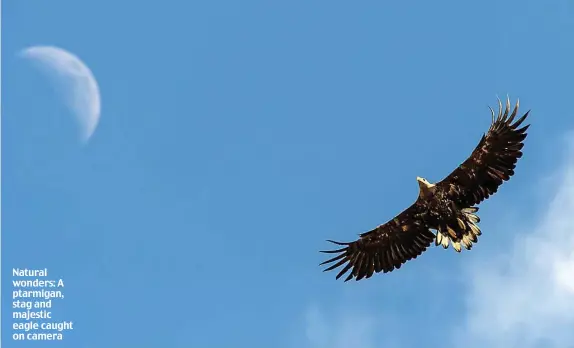  ??  ?? Natural wonders: A ptarmigan, stag and majestic eagle caught on camera