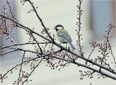  ??  ?? Blaumeisen zwitschern munter und Bäume blühen schon – der Frühling kommt viel zu früh