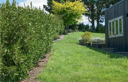  ?? ?? A hedge of broadleaf plants. Planting a broadleaf hedge along your property could be a good way to help reduce fire spread.