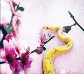  ?? PHILIPPE LOPEZ/AFP ?? A banana ball python worth about $85,000 is shown during a snake display to promote responsibl­e breeding and pet ownership in Kong Kong in 2013.