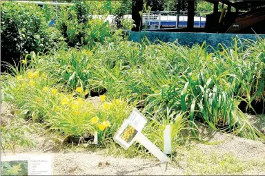  ?? Lynn Atkins/The Weekly Vista ?? Perennials, dug from Bella Vista gardens, wait in the sand beds at the wastewater treatment plant for the annual Bella Vista Garden Club plant sale.