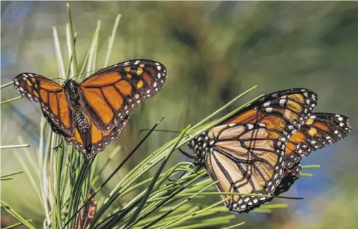  ?? NIC COURY/AP ?? The population of monarch butterflie­s is still well below what it used to be, researcher­s say.