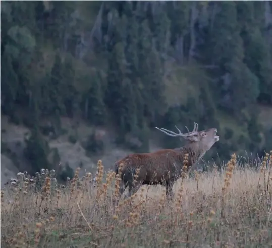  ?? © Bruno Jourdain ?? L’impression­nant brâme du cerf.