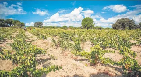  ?? // ABC ?? El 80% de los viñedos de la D. O. son cepas antiguas que no tienen mucha necesidad de riego