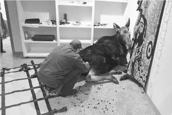  ??  ?? An Idaho Department of Fish and Game worker prepares a sedated moose to be removed from a Hailey, Idaho basement.