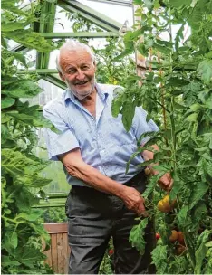  ??  ?? Mehr als 40 Tomatensor­ten baut Fred Spicker in seinem Gewächshau­s in Pfaffenhau sen an.