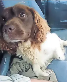  ?? ?? Missing The Springer Spaniel thought to have been stolen from kennels in Forneth