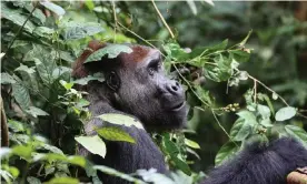  ??  ?? Researcher­s now estimate that there are more than 360,000 western lowland gorillas in the wild, approximat­ely one third higher than earlier figures. Photograph: Zanne Labuschagn­e/WCS