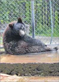  ?? SHARON MONTGOMERY-DUPE/CAPE BRETON POST ?? In this July file photo, Little Bear cools off in the pool inside his enclosure at Two Rivers Wildlife Park. The orphaned cub, which became a star attraction at the park and inspired the public to donate nearly $40,000 for his enclosure, died suddenly...