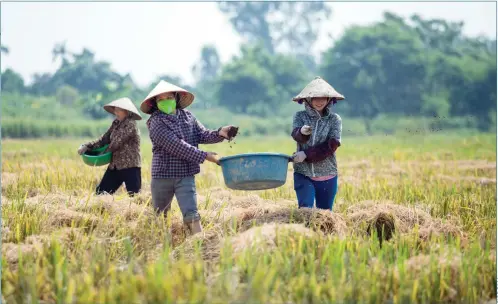  ?? ?? Farmers are seen working on an organic rice field in Nga Nam town in the Mekong Delta province of Soc Trang