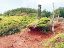  ?? Photo courtesy Central Maui Soil and Water Conservati­on District ?? Soil loss associated with unmaintain­ed roads within Pohakea Watershed is shown. A recently approved management plan aims to improve water quality in Maalaea Bay by better managing the watershed areas above it.