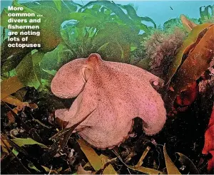  ?? Picture: SHANNON MORAN/CORNWALL WILDLIFE TRUST/APEX ?? More common ... divers and fishermen are noting lots of octopuses