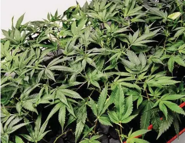  ?? Arnold Gold/Hearst Connecticu­t Media file photo ?? Lemon Cherry Gelato cannabis plants develop roots in a propagatio­n room at the CTPharma cultivatio­n facility in Rocky Hill late last year.