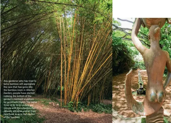  ??  ?? Any gardener who has tried to tame bamboo will appreciate the care that has gone into the bamboo room in Allerton Garden; people have started rubbing the bottom of the garden’s mermaid sculpture for good luck (right). The water flows at 52 to 54 pulses per minute with the intention that viewers will relax and let their heartbeat slow to the rhythm of the fountain.