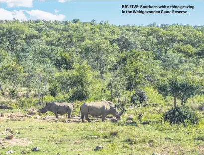  ??  ?? BIG FIVE: Southern white rhino grazing in the Weldgevond­en Game Reserve.