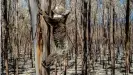  ??  ?? Un koala salvaje trepando a un árbol carbonizad­o en isla Canguro.