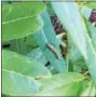  ?? PAMELA BAXTER — FOR DIGITAL FIRST MEDIA ?? A monarch butterfly larva feeds on butterfly weed.