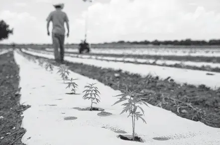  ?? Mikala Compton / Tribune News Service ?? Tejas Hemp owner Aaron Owens says the idea that fields are being used to conceal marijuana growth has never once entered his mind.