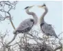  ?? Faith Rigolosi ?? Great blue herons nest near Clear Lake.