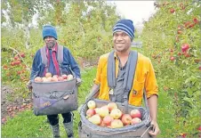  ?? Picture: SUPPLIED ?? RSE workers in a New Zealand orchard.