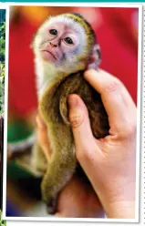  ??  ?? SAFE HAVEN: A vervet is checked at the Lilongwe centre in Malawi