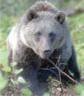  ?? CITIZEN FILE PHOTO ?? A young grizzly digs up the ground where he is snared in between the Aberdeen Glen Golf Course and Aberdeen Road in this 2007 file photo. The bear was tranquiliz­ed and moved away in a bear container.