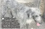  ?? This dog was rescued afer being left in a locked car ??