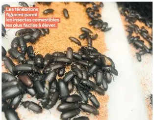  ??  ?? Les ténébrions figurent parmi les insectes comestible­s les plus faciles à élever.