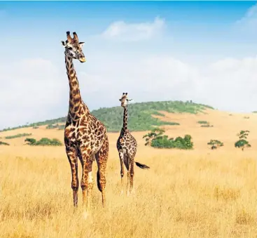  ??  ?? ▼ ▼A pair of giraffes marching single file over the vast plains of the Kenyan savannah.
