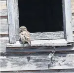  ?? PHOTO: SUPPLIED ?? Another sighting . . . This little owl was recently seen at the window of an old barn at Hoopers Inlet.