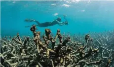  ?? FOTO: AP ?? Ein Taucher dokumentie­rt per Kamera eine Zone mit abgestorbe­nen Korallen auf dem Great Barrier Reef.