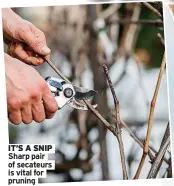  ?? With ?? IT’S A SNIP Sharp pair of secateurs is vital for pruning
TOOLED