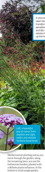  ??  ?? Left, a beautiful pop of colour from daylilies and right, useful and reliable
Verbena bonariensi­s