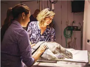 ??  ?? Jemma Craig (facing camera) prepares a sea turtle for a CT scan at Cairns Turtle Rehabilita­tion Center.