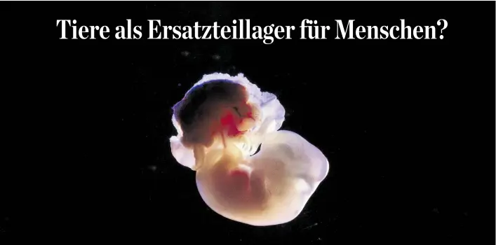  ??  ?? Forscher planen, menschlich­e Stammzelle­n in ungeborene Nagetiere (im Bild ein 13,2 Tage alter Rattenembr­yo) einzubring­en. Aus den Fremdzelle­n soll sich ein Organ bilden.