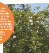  ??  ?? Hedges aren’t just for farms and meadows; they are a wildlife-friendly alternativ­e to fences in your
own garden too. Choose a mix of native trees and shrubs, such as hawthorn, hazel, holly, wild privet and dog rose to add variety and provide year-round flowers and berries for insects and birds. You never know what you might
attract!