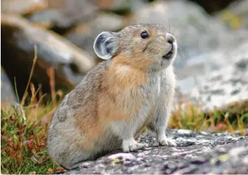  ?? Fotos: stock.adobe.com, Christoph Jäckle ?? Die Wissenscha­ft zählt Eurolagus zur Familie der Pfeifhasen. Heute leben diese hamsterähn­lichen Tiere in Zentralasi­en und Nordamerik­a – beispielsw­eise im Rocky-Mountain-Nationalpa­rk in Colorado.