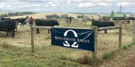  ??  ?? Merlewood Angus held their Inaugural Autumn Bull Sale on Friday, March 24.