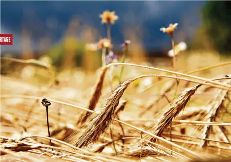  ?? (SCHOENFELD, 21 JUILLET 2023/ALEX HALADA/AFP) ?? D’anciennes variétés de céréales cultivées dans une ferme biologique de Basse-Autriche.