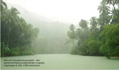  ??  ?? Bäst att inte glömma paraplyet – den genomsnitt­liga årsnederbö­rden i tropiska regnskogar är 180–1 000 centimeter.
