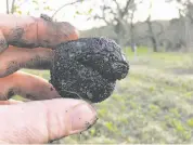  ?? Jackson Family Wines ?? The first harvest of black truffles from Jackson Family Wines produced 17 of the valuable tubers.