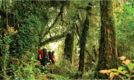  ?? ALAN BANNISTER ?? Hikers exploring the forests of Tantauco Park. Excursioni­stas explorando los bosques del Parque Tantauco.