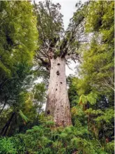 ??  ?? At 51.5 metres high, New Zealand’s Tāne Mahuta truly is the ‘God of the forest’