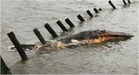  ?? —AP ?? DELAWARE: This photo provided by MERR Institute, Inc shows a dead humpback whale at Port Mahon, Delaware.