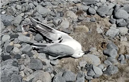  ?? ?? One of the dead birds found on the banks of Canterbury’s Waimakarir­i River. The carefully observed colony of some 500 endangered black-billed gulls have abandoned their nests after a suspected dog attack.