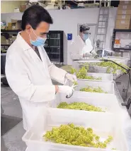  ??  ?? Arnoldo Olivas, left, and Ray Ramos manicure cannabis buds for sale to medical cannabis patients at the Verdes Foundation manufactur­ing facility in Albuquerqu­e.