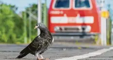  ?? Foto: Julian Stratensch­ulte, dpa ?? Ruhe für die Taube. Viele Bahnhöfe waren am Mittwoch und Donnerstag wie ausge‰ storben.